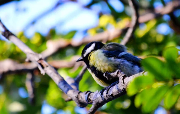 Aves das estepes — Fotografia de Stock