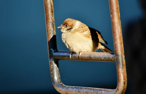 Vogels van de steppes — Stockfoto