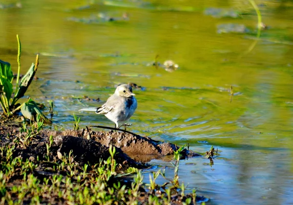 Aves das estepes — Fotografia de Stock