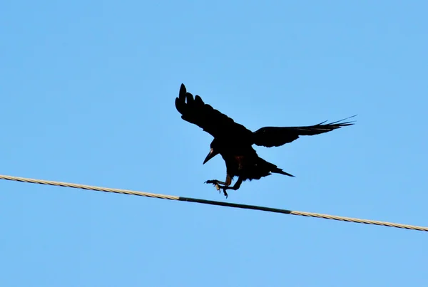 Aves de las estepas — Foto de Stock