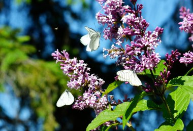 bozkırlarında böcek