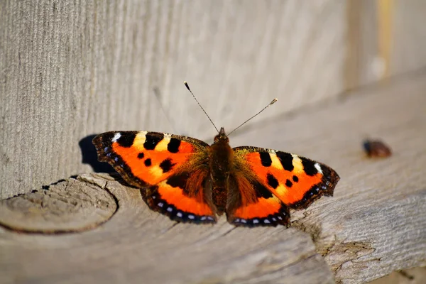 Insect of the steppes — Stock Photo, Image