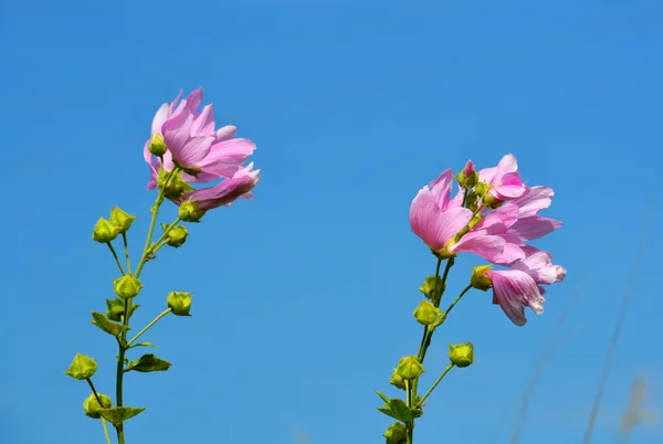 Floraison des steppes — Photo