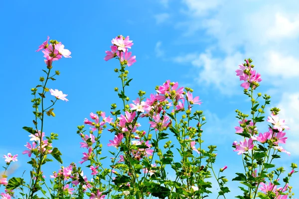 Flowerses stäpperna — Stockfoto