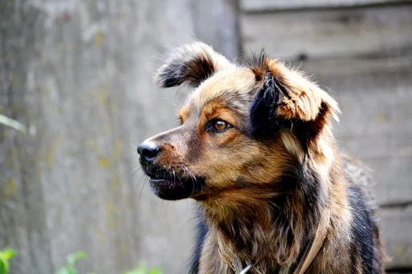 Ev hayvanları — Stok fotoğraf