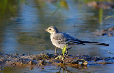 bozkırlarında kuşların