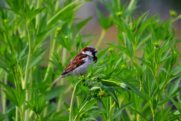 Steppenvögel — Stockfoto