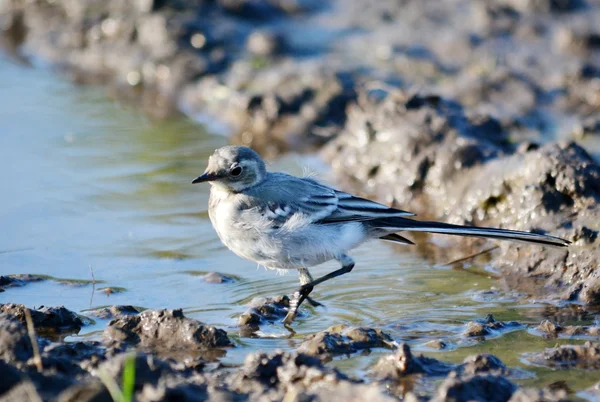 Birds of the steppes — Stock Photo, Image