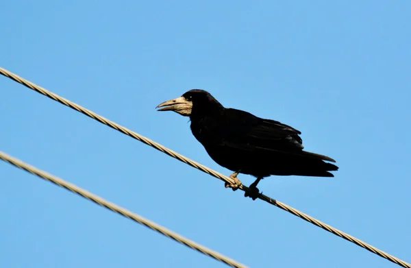 草原の鳥 — ストック写真