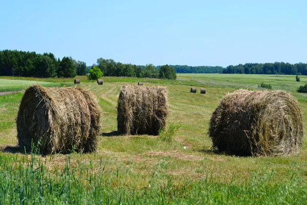 Jordbruk Altaya — Stockfoto