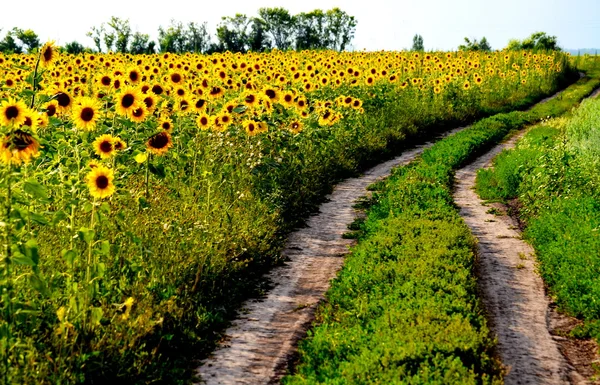 Agricoltura Altaya — Foto Stock