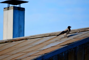 bozkırlarında kuşların