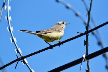 bozkırlarında kuşların