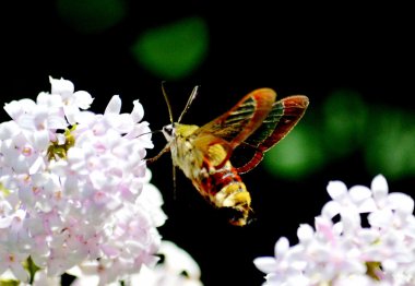 bozkırlarında böcek