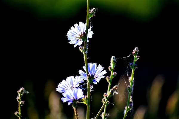 Flores de las estepas — Foto de Stock