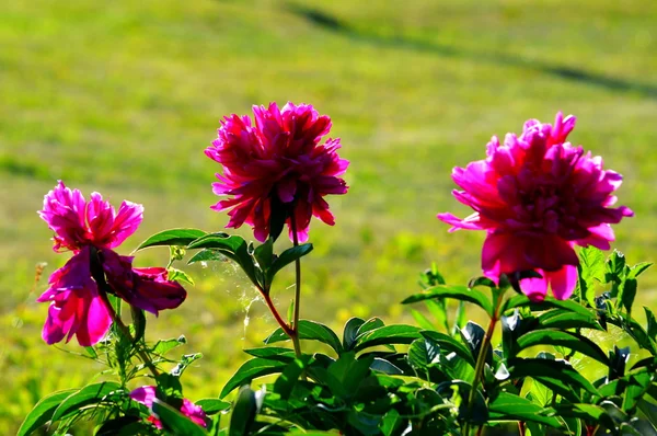 Flores de las estepas — Foto de Stock