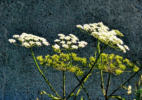 草原の flowerses — ストック写真
