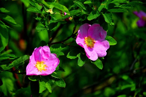 Flores de las estepas — Foto de Stock