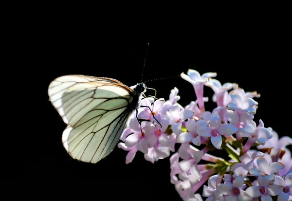 Insect of the steppes — Stock Photo, Image