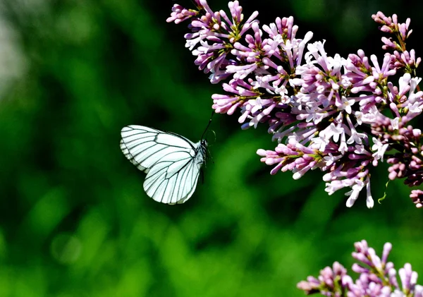 Insect of the steppes — Stock Photo, Image