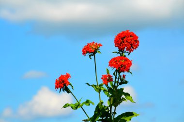 bozkırlarında flowerses