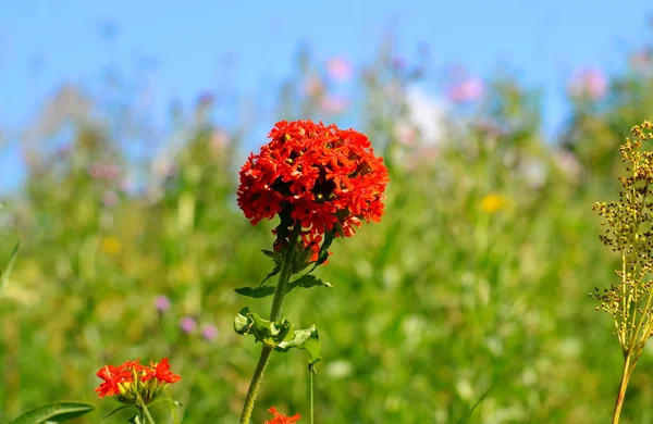 Flowerses stäpperna — Stockfoto