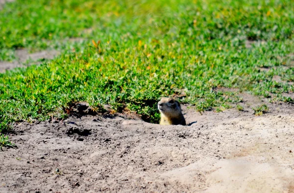 Agriculture AltayaWild animals — Stock Photo, Image