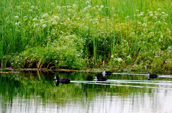 Naturaleza Altaya — Foto de Stock