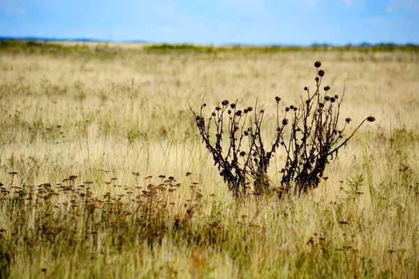 Natura altaya — Zdjęcie stockowe