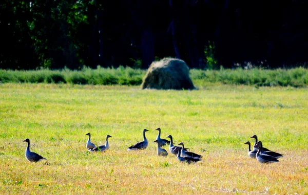 Aves de las estepas — Foto de Stock