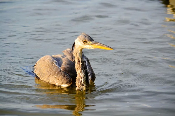 Aves das estepes — Fotografia de Stock