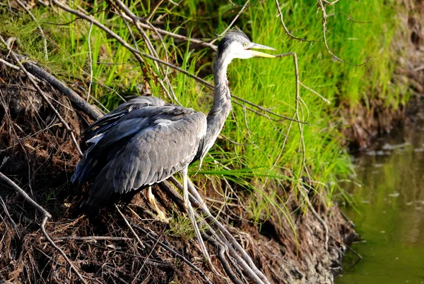 Aves das estepes — Fotografia de Stock