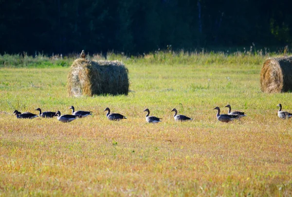 Steppenvögel — Stockfoto