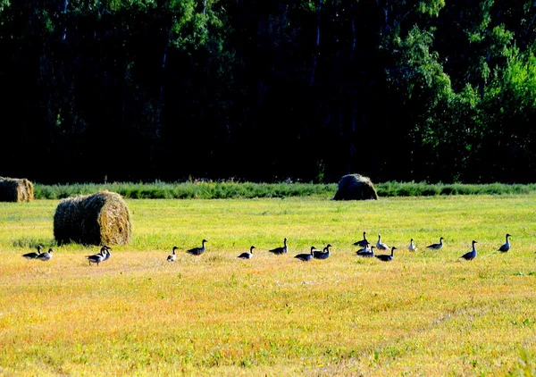 Aves de las estepas —  Fotos de Stock