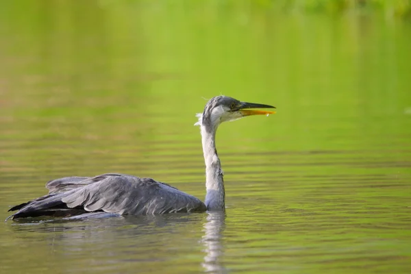 Birds of the steppes — Stock Photo, Image