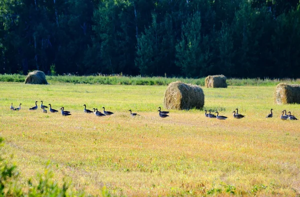 A puszták madarak — Stock Fotó