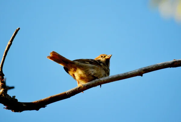 草原の鳥 — ストック写真