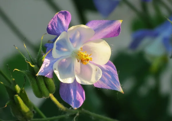 Flores. — Foto de Stock