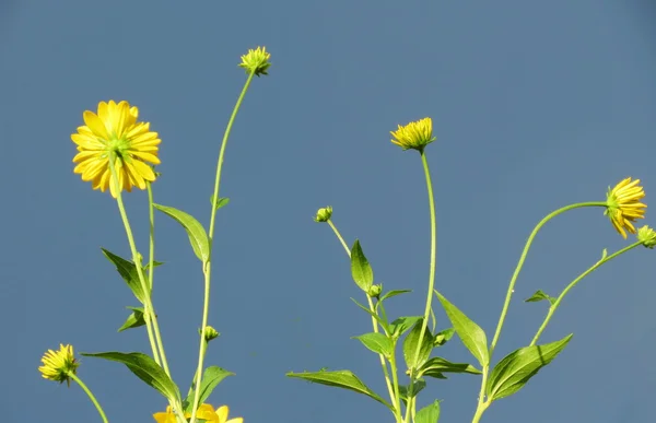 Flowerses — Fotografia de Stock