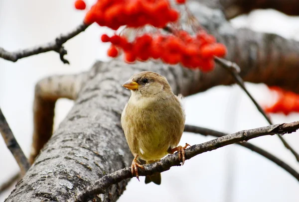 Aves — Foto de Stock