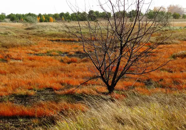 Natuur altaya — Stockfoto