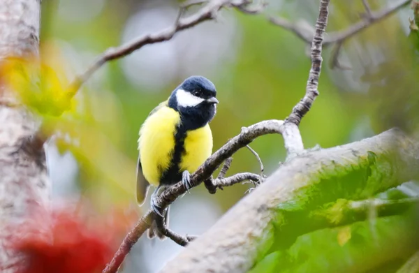 Aves — Fotografia de Stock