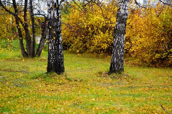 Natura Altaya — Foto Stock