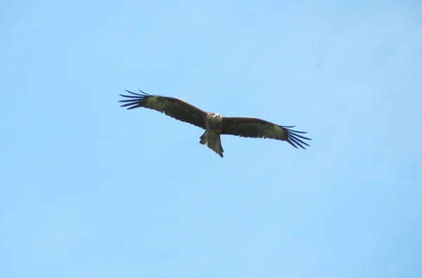 Aves pequenas das estepes — Fotografia de Stock