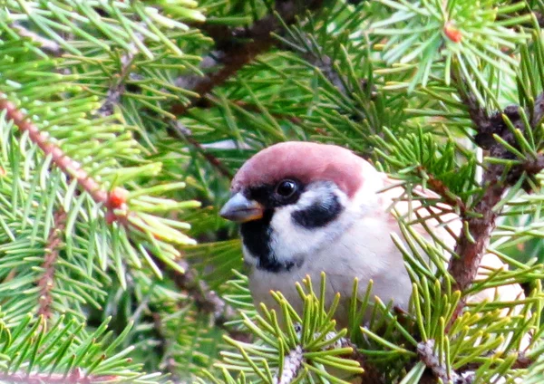 Kleine Vögel der Steppe — Stockfoto