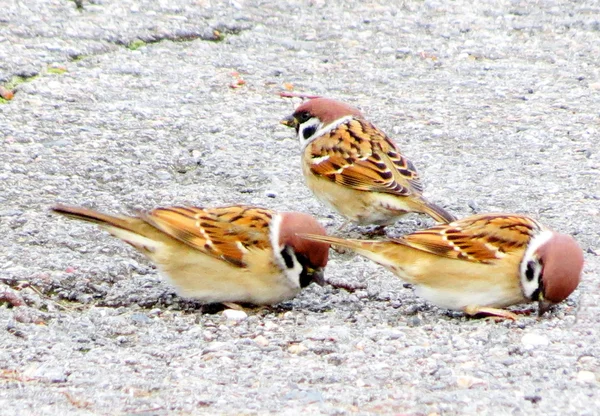 Aves pequenas das estepes — Fotografia de Stock