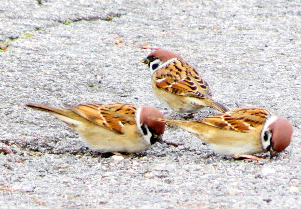 Small birds of the steppes