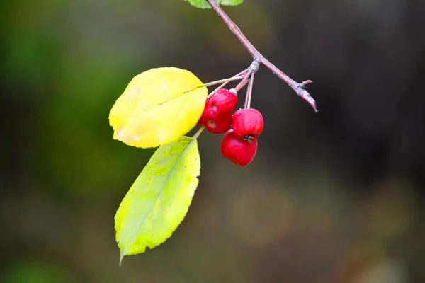Садові Лісові ягоди — стокове фото