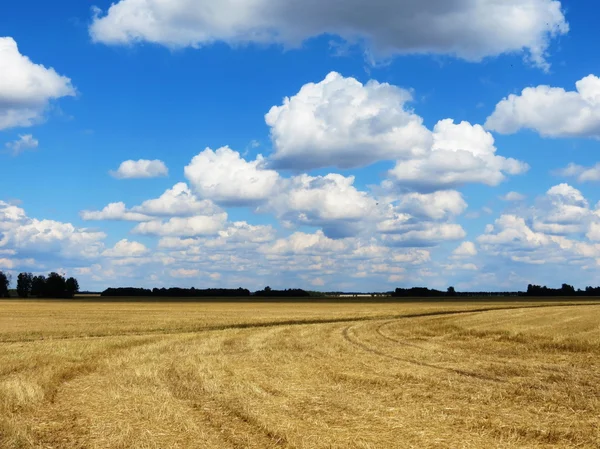 Natura Altaya pięknej jesieni — Zdjęcie stockowe