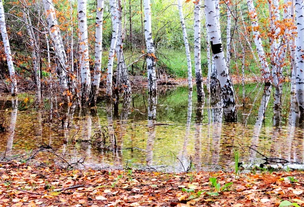 Krásné podzimní příroda Altaya — Stock fotografie